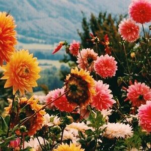 Meet your Posher, Holly